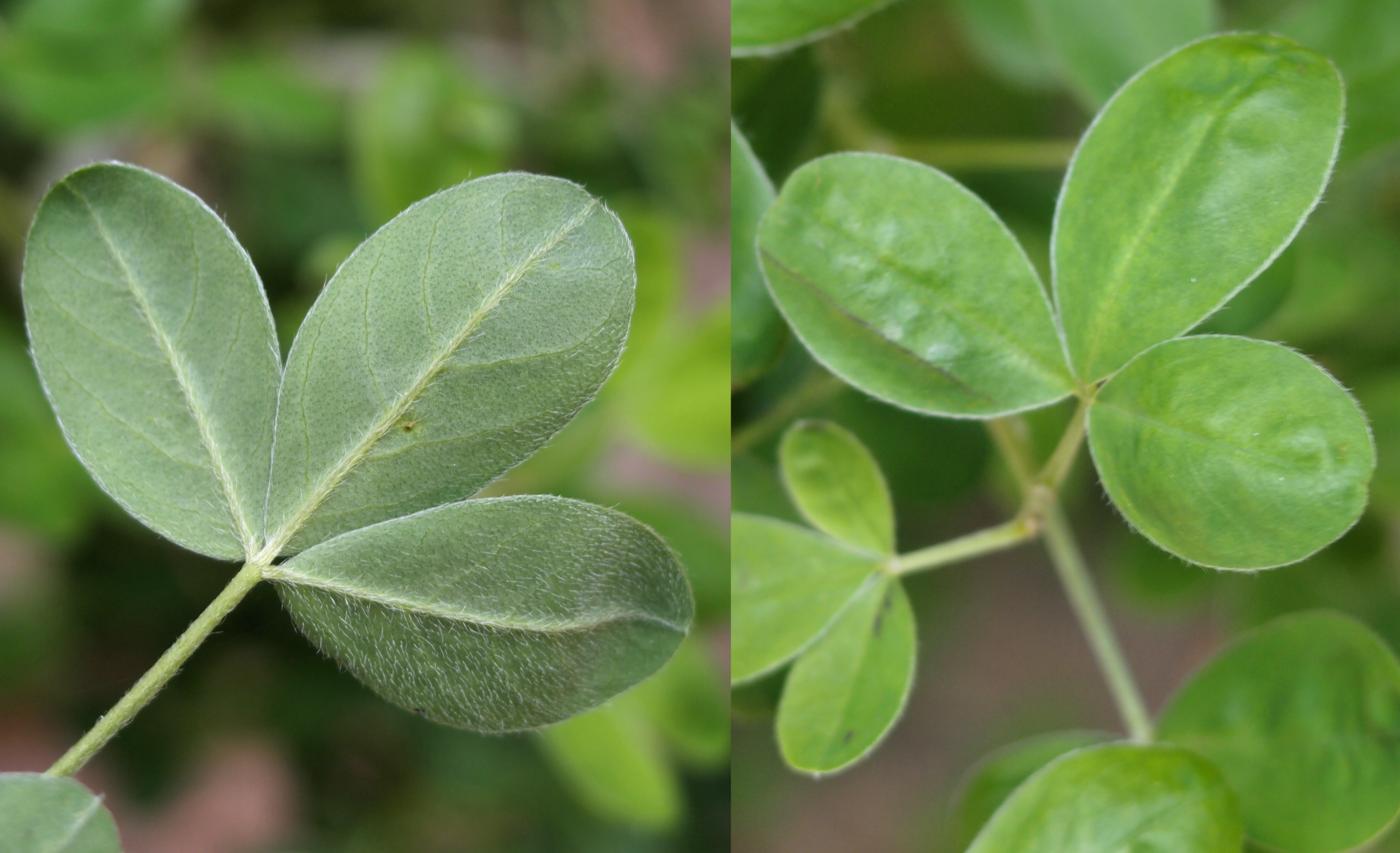 Broom, Hairy leaf